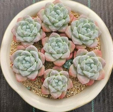 慢悠花房阳台观赏容易多肉