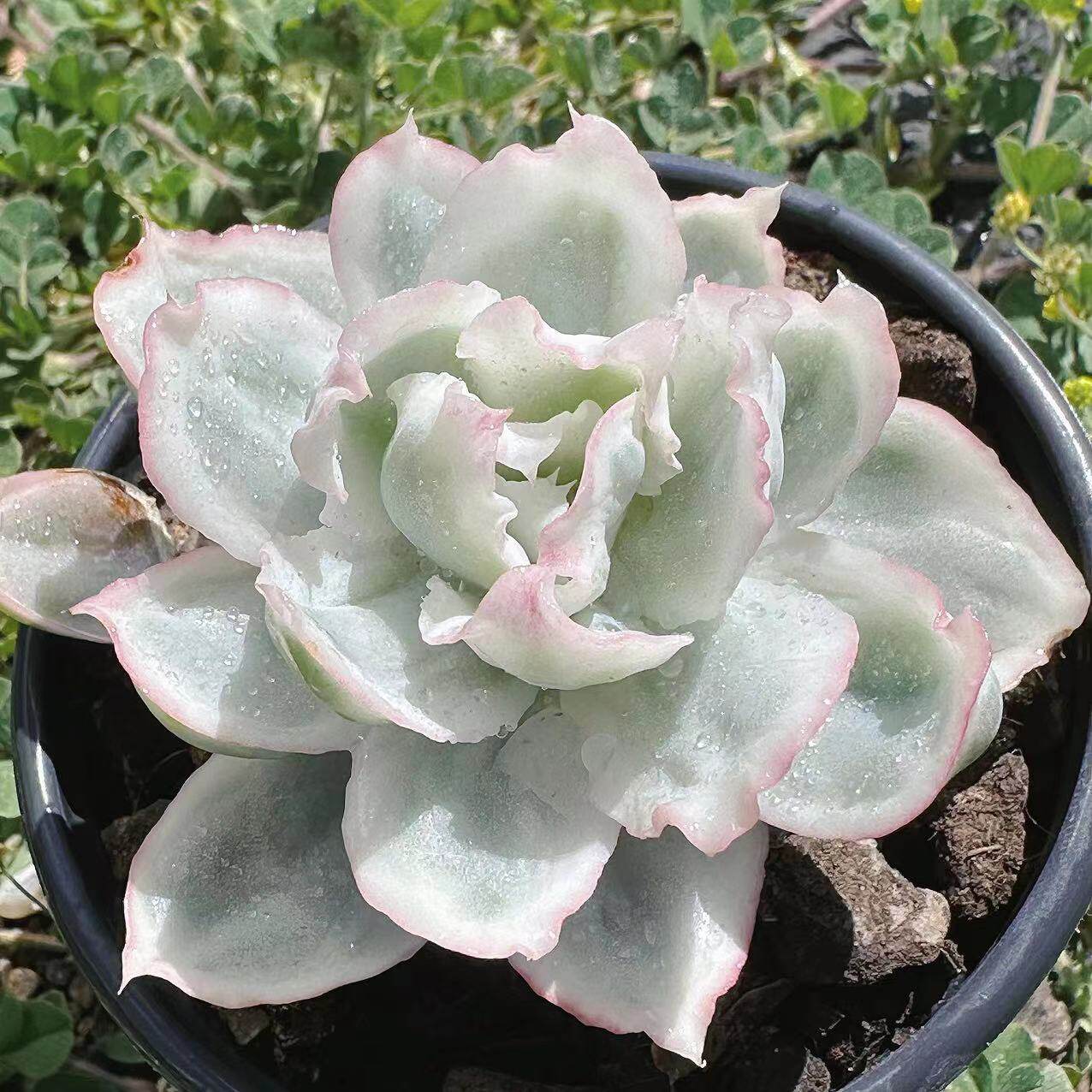 慢悠花房 伯克利锦 办公室阳台绿植园艺盆栽花卉庭院多肉 - 慢悠花房出品