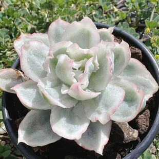 慢悠花房 伯克利锦 办公室阳台绿植园艺盆栽花卉庭院多肉