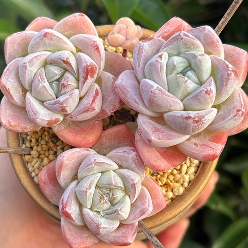 慢悠花房 A级老桩精控冰玉群多肉阳台绿植园艺盆栽花卉庭院多肉