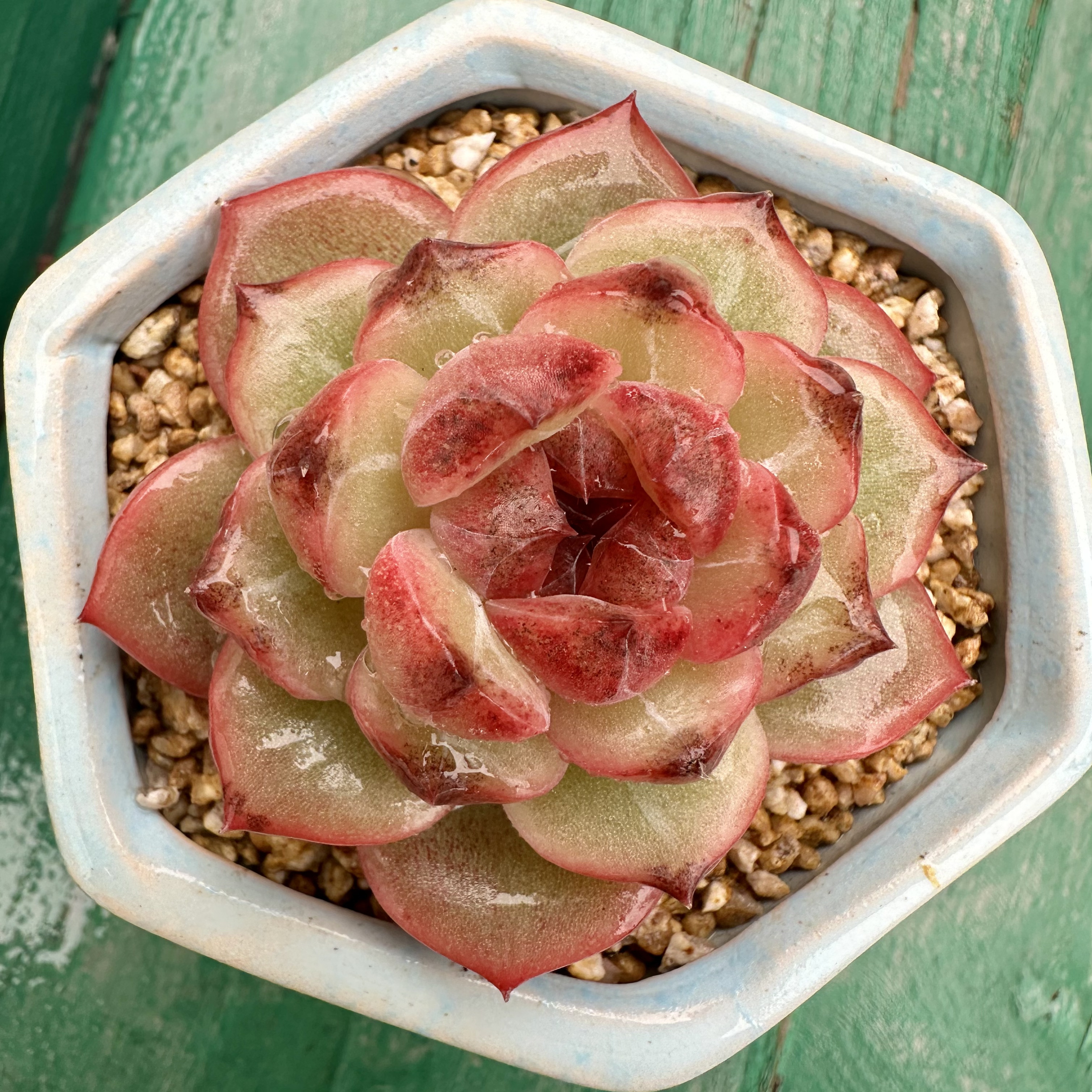 赤玉琉璃多肉精品慢悠花房