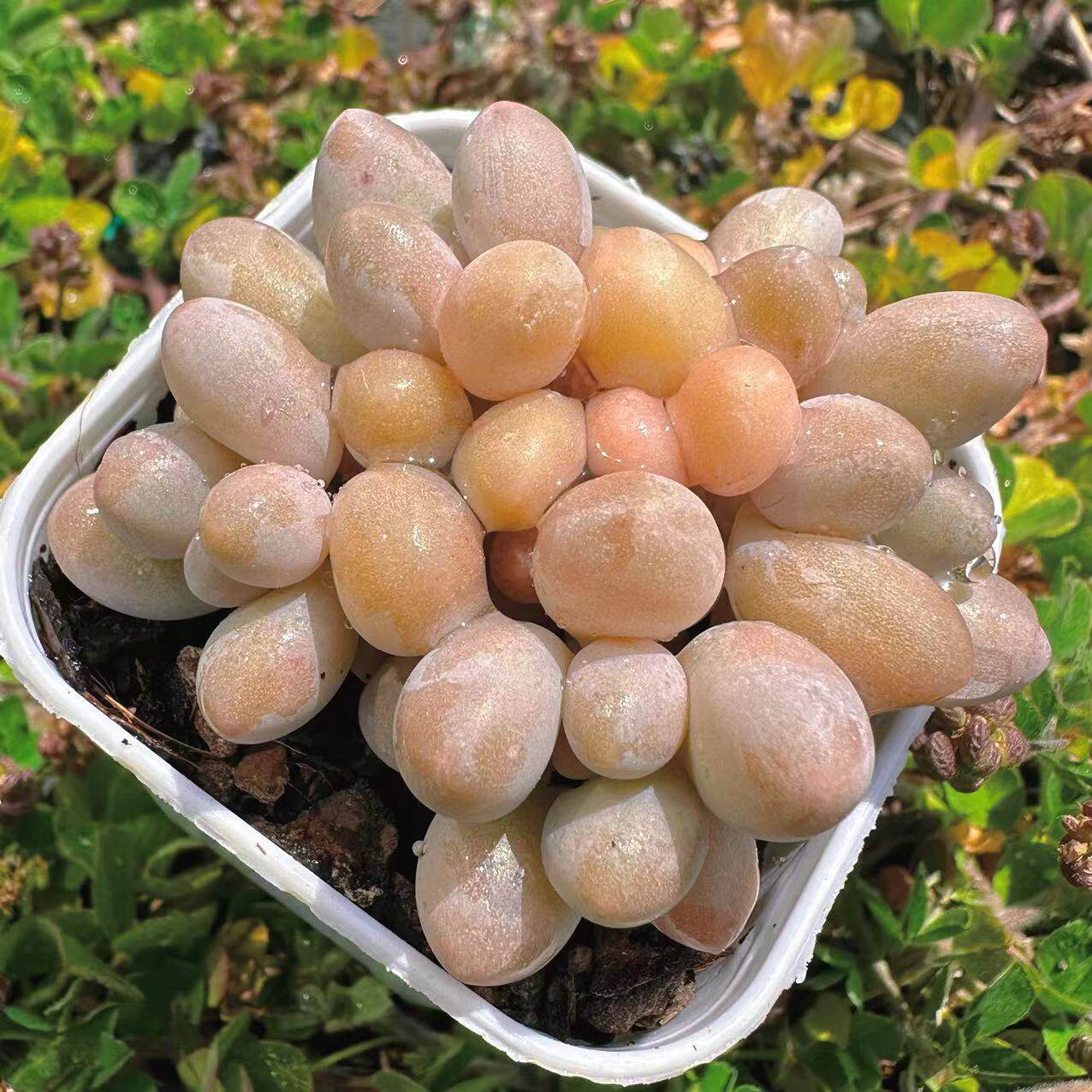 新客减慢悠花房汤圆精品景天阳台多肉植物肉肉盆栽