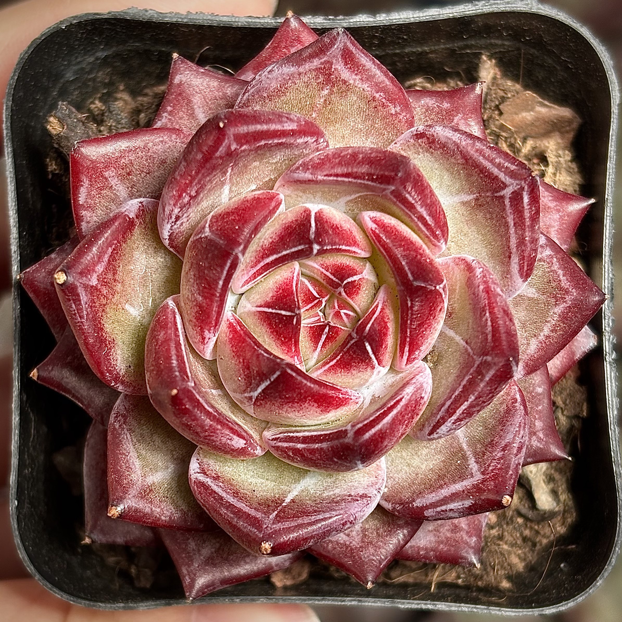 慢悠花房 夜魔侠 办公室阳台绿植园艺盆栽花卉庭院多肉,鲜花速递/花卉仿真/绿植园艺,多肉植物,淘宝优惠券,粉丝福利购,淘宝优惠卷