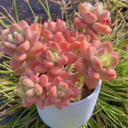 慢悠花房 洛神群生 绿植园艺盆栽花卉庭院多肉植物