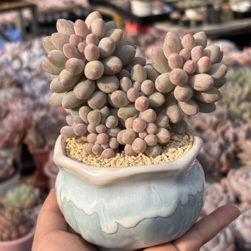 慢悠花房 婴儿手指群生 绿植园艺盆栽花卉庭院多肉植物