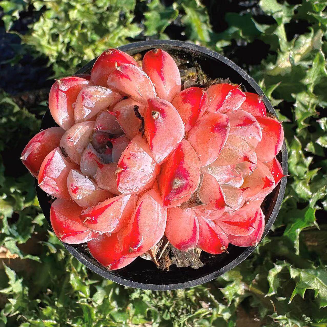 慢悠花房如梦令精品多肉办公室阳台绿植园艺盆栽花卉庭院多肉植物