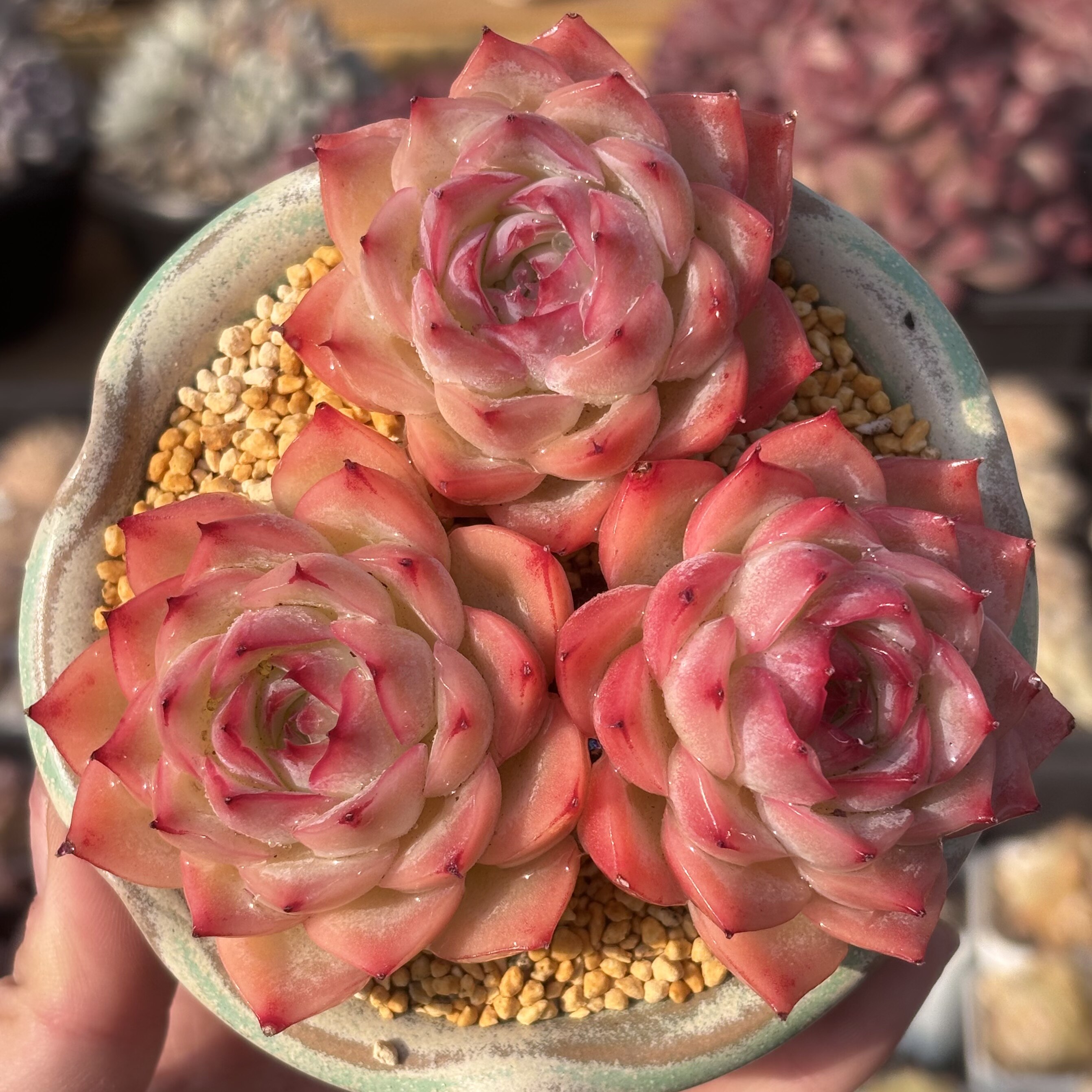 慢悠花房 侧影（法兰西玫瑰）精品多肉办公室阳台绿植园艺盆栽花