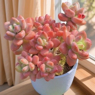 慢悠花房 洛神群生 绿植园艺盆栽花卉庭院多肉植物,鲜花速递/花卉仿真/绿植园艺,多肉植物,淘宝优惠券,粉丝福利购,淘宝优惠卷