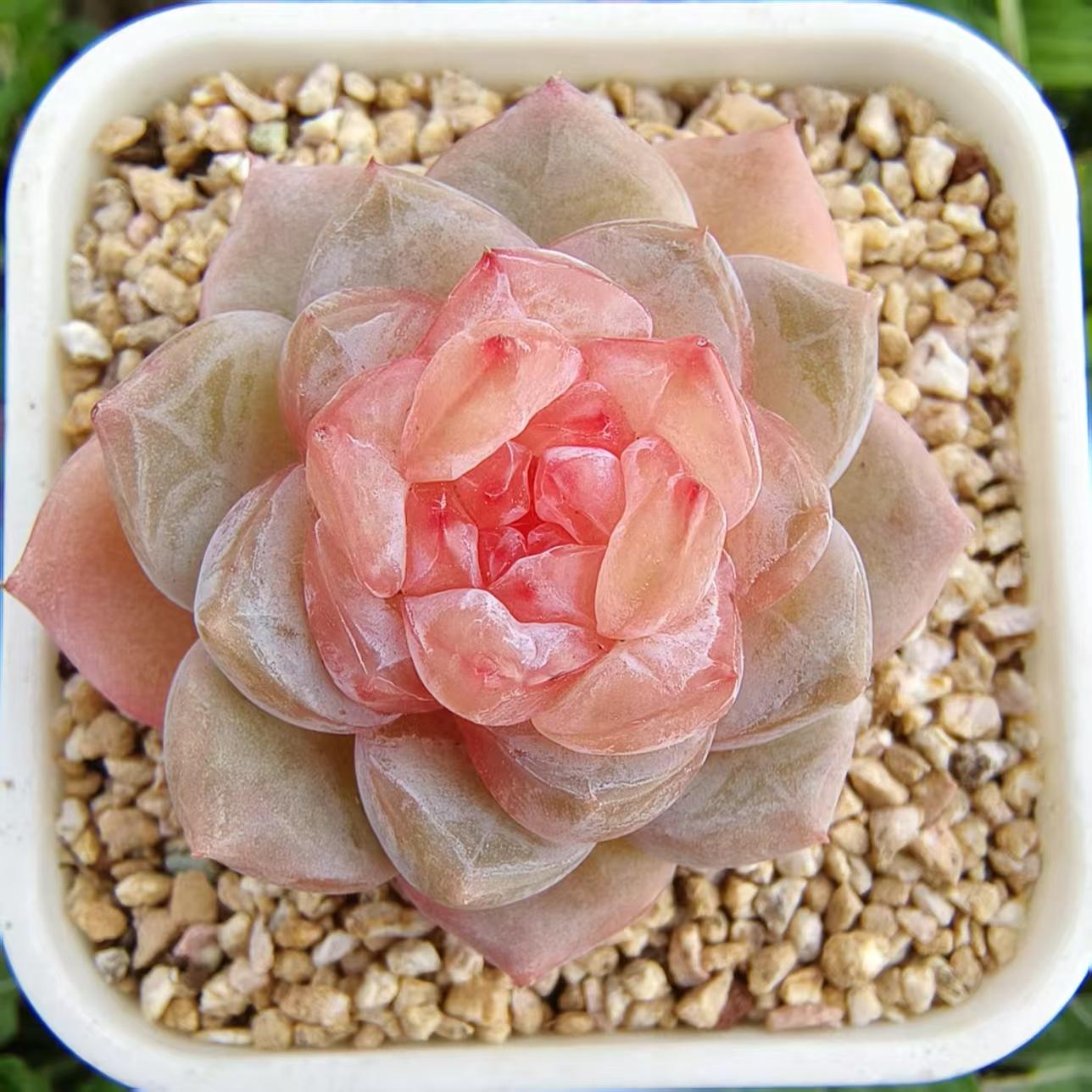 慢悠花房 草莓蛋糕 精品多肉绿植园艺盆栽花卉庭院多肉植物
