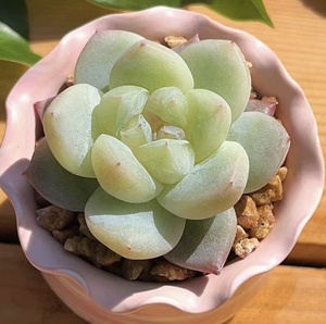 慢悠花房   白泽  多肉办公室阳台绿植园艺盆栽花卉庭院多肉植物