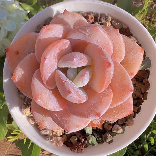 慢悠花房阳台容易观赏多肉