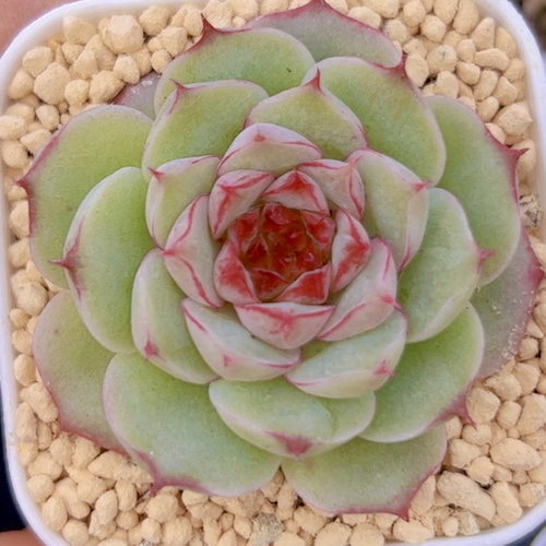 慢悠花房 山茶小玫瑰 多肉绿植园艺盆栽花卉庭院多肉植物