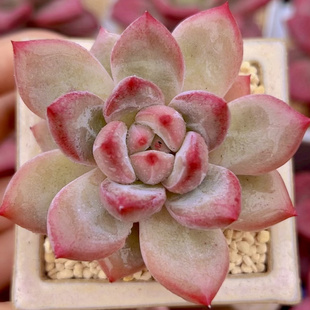 慢悠花房 精品景天阳台多肉植物肉肉盆栽 香克斯美人小单头