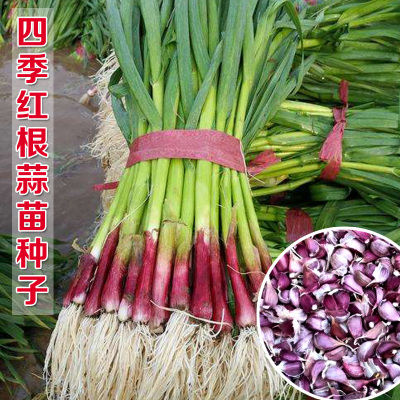 蔬菜蒜苗四季阳台盆栽种子