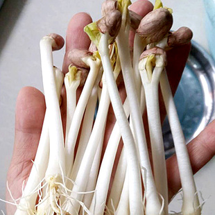 新货水培花生芽苗菜纯手扒花生育芽苗菜花生种籽手剥花生米芽率高