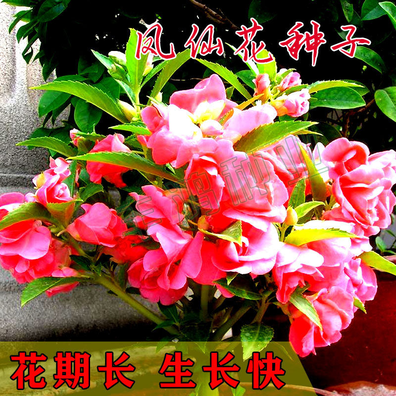 重瓣易活室外庭院阳台凤仙花种子