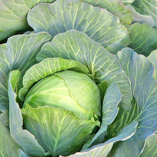 甘蓝种子春季秋季 及早40 中甘21种子耐寒耐热早熟包菜大头菜种