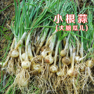 野生小根蒜种子韭葱野蒜山蒜籽抗寒耐热蒜苗韭葱种孑四季蔬菜种籽