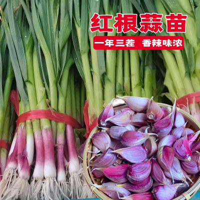 四川红根香蒜种子一年三茬