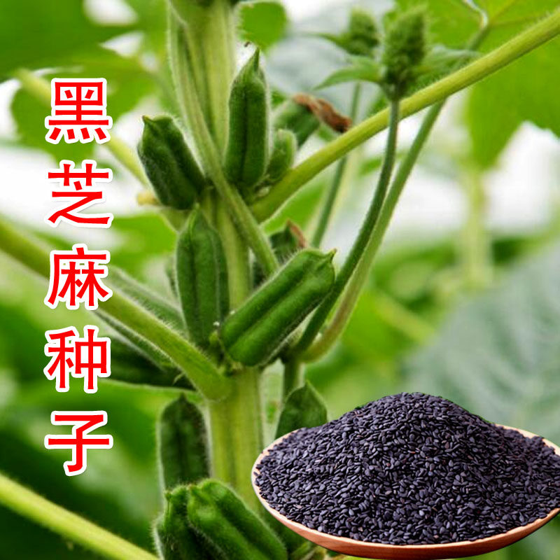 优质高产黑芝麻种子 白芝麻种籽五谷杂粮黑色春夏季种植