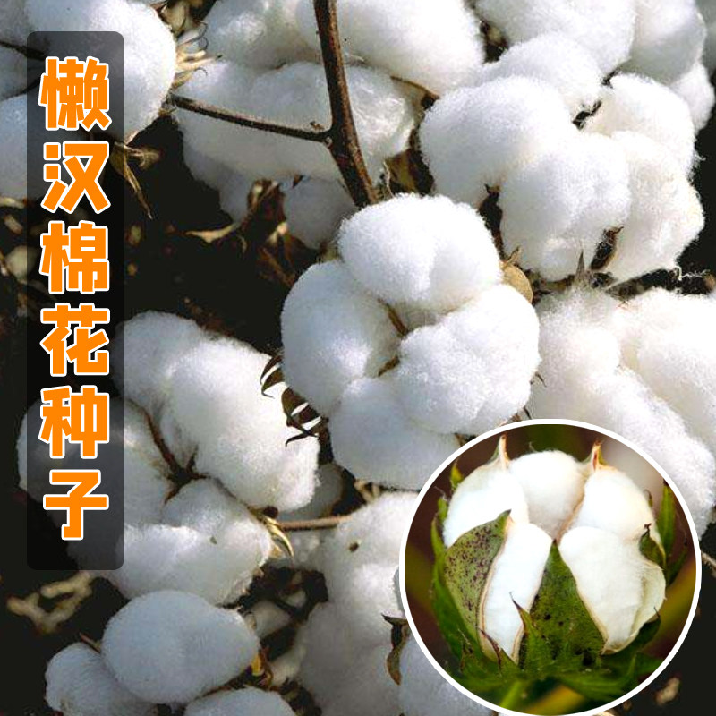 懒汉棉花种子种籽大田孑籽种去壳