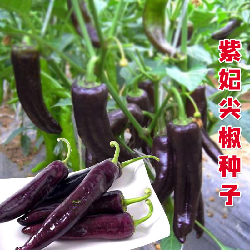 特色紫色羊角椒种子麻辣椒紫黑色尖椒种籽花青素四季蔬菜高产薄皮
