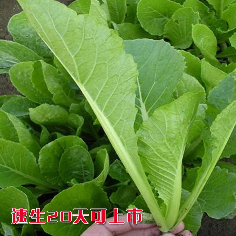 蔬菜种子冬季小白菜