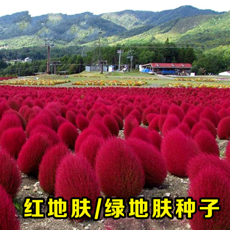 红绿地肤种子彩色地被庭院观赏