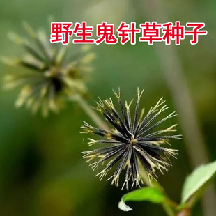 野生中草药三叶鬼针草粘人草种子籽春秋种植易种药用植物药材种子