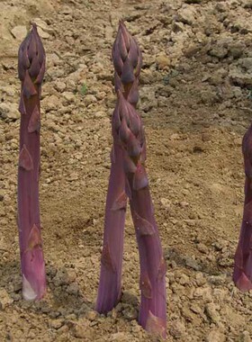 进口芦笋种子种籽四季播高产紫色盆栽阳台春季蔬菜种高产连续采割