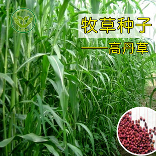 进口黑麦草种子皇竹草苏丹草高丹草草籽饲草甜象草种养殖四季种孑