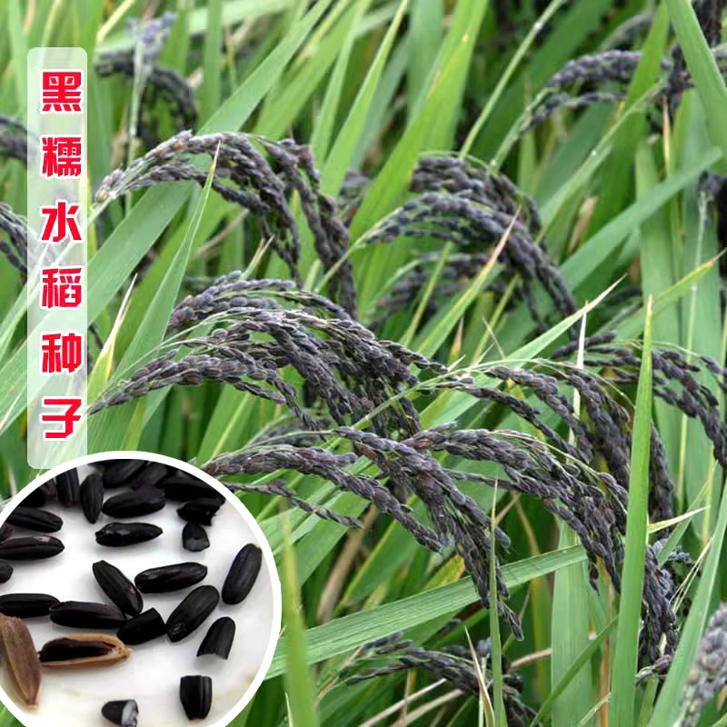 正宗陕西洋县黑米谷种水稻高产籽黑稻种子黑稻种种子可留种黑糯米