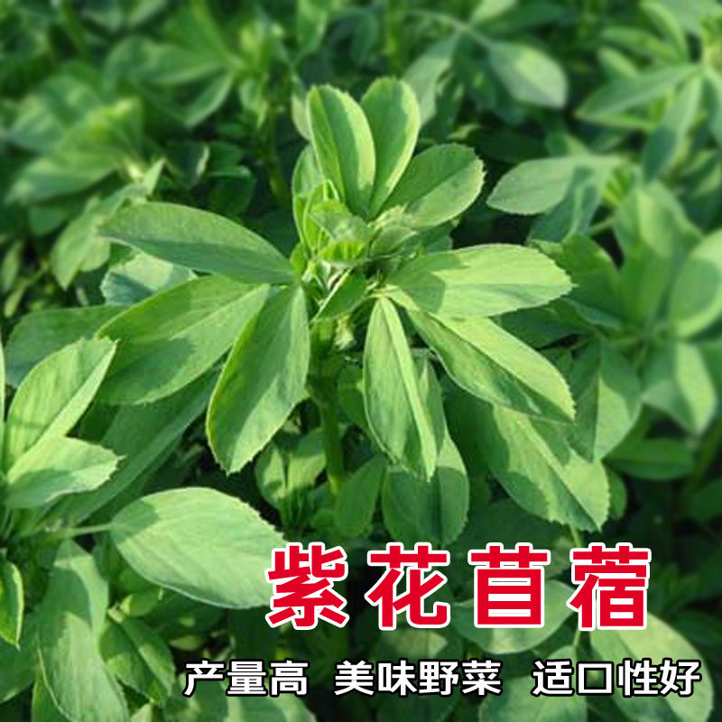 紫花苜蓿草种子食用苜蓿菜孑多年生四季牧草种籽鸡鸭鹅牛猪羊饲料