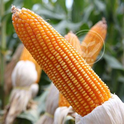 杂交高产玉米品种958123春播