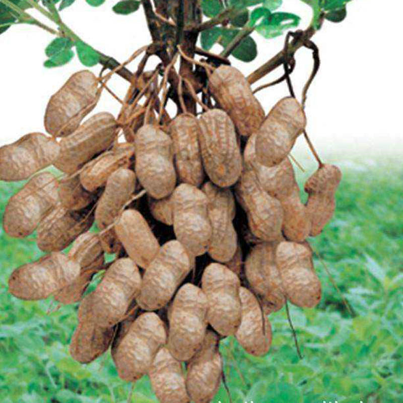 新鲜带壳生花生种子粉红皮大花生米种籽特大高产丰花1号春季夏季