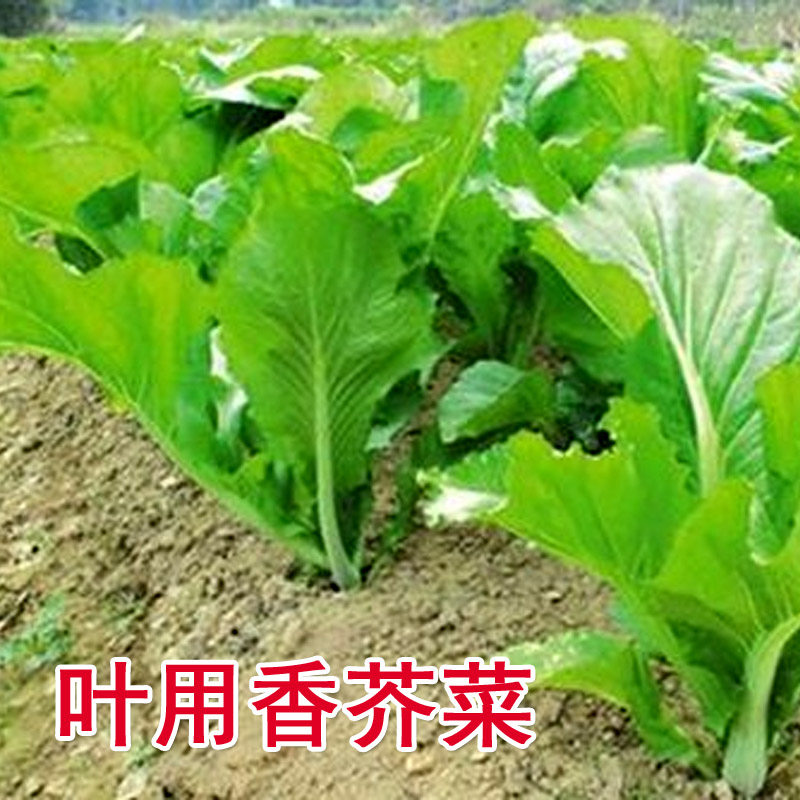 香菜小青菜香叶饺子菜籽 香芥菜种籽 春秋四季田园盆栽蔬菜种子孑