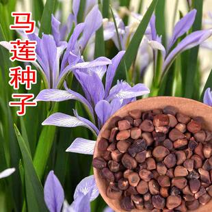 新产马莲种子马兰花种子 马连多年生耐寒耐水耐涝水边花卉可水生