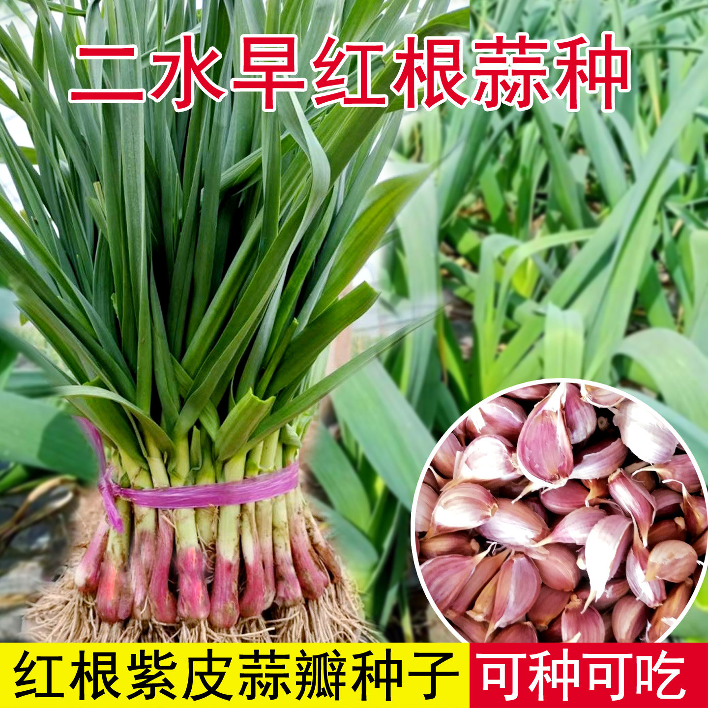二水早红根蒜苗种子 香蒜硬叶蒜苗 一年三茬四季阳台盆栽蔬菜蒜种