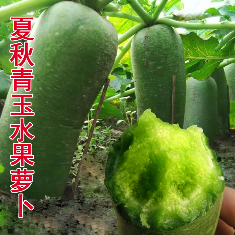 靓秀靓冠大萝卜种子沙窝萝卜正宗
