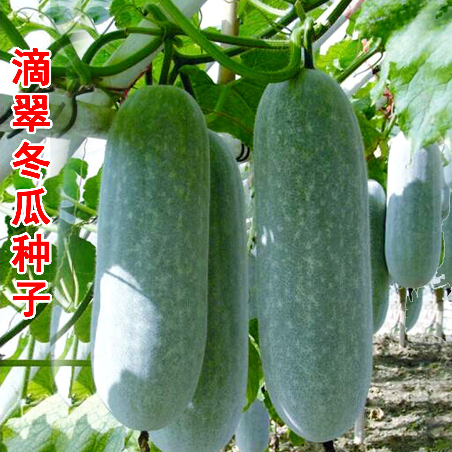 粉皮冬瓜种子滴翠迷你小冬瓜