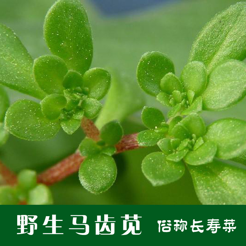 食用马齿苋种子 野菜马芷苋籽种太阳花马苋菜蔬菜种籽孑籽种