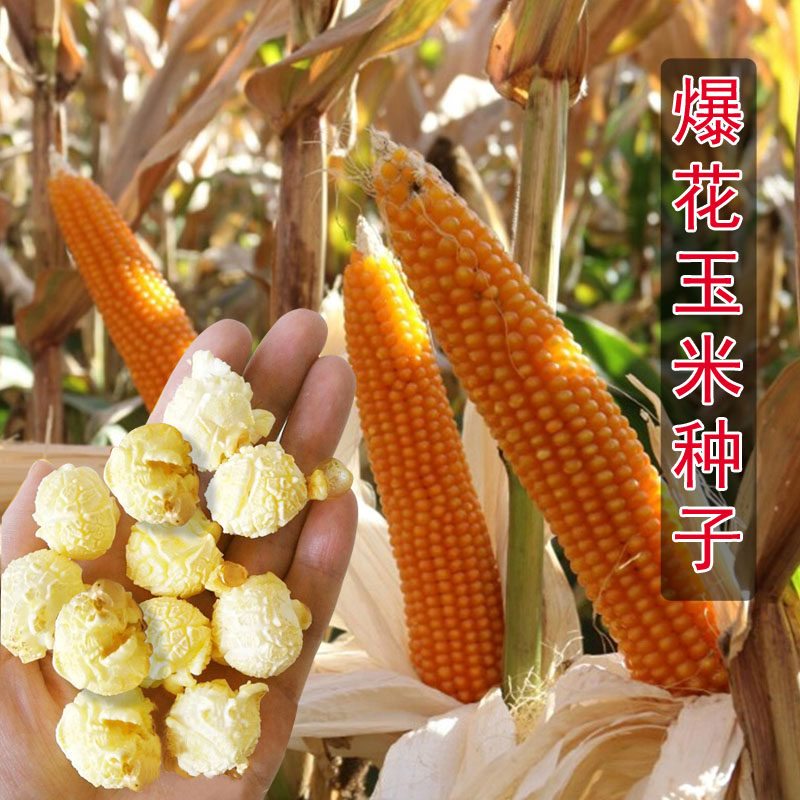 球形爆米花甜脆高产玉米种子