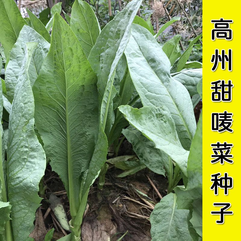 正宗高州甜唛菜种子甜麦菜种籽苦麦菜种唛菜籽高州唛菜特色软嫩爽