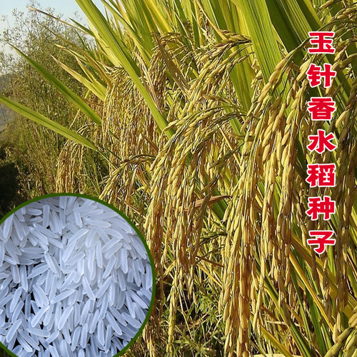 优质长粒一级香米稻谷常规灿稻米