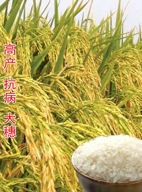 高产旱稻种子黑旱稻香米种籽稻种抗旱抗病生长期短珍珠米高产抗倒