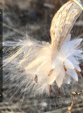 萝藦种子 老瓜瓢摩罗天浆壳科老鸹瓢奶浆草呆瓜羊婆奶爬藤植物