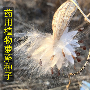 萝藦种子 老瓜瓢摩罗天浆壳科老鸹瓢奶浆草呆瓜羊婆奶爬藤植物