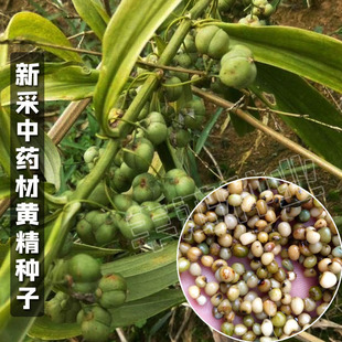 新采黄精种子中药材种籽滇黄精鸡头精黄精种籽老虎姜新鲜黄精种子