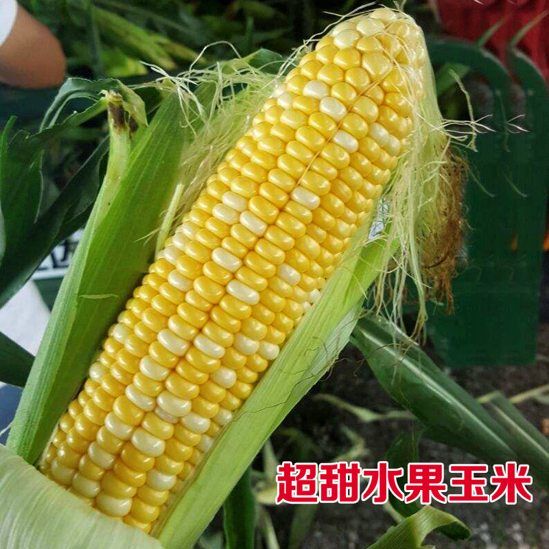 超甜水果玉米春季早熟种子