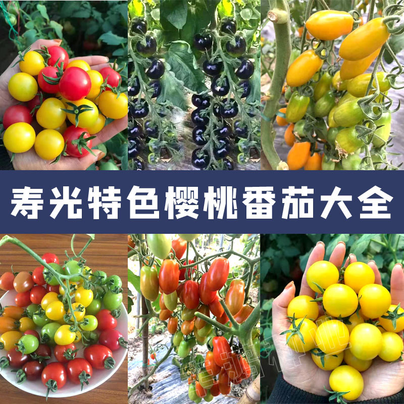 特色樱桃番茄黑珍珠营养瀑布种子